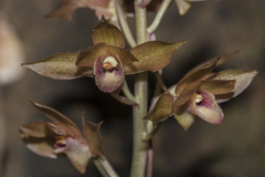 Eulophia zollingeri