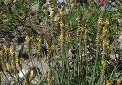 Plantago maritima serpentina