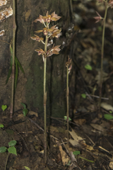 Eulophia zollingeri