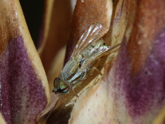 Terellia fuscicornis