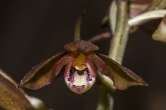 Eulophia zollingeri