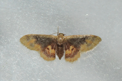 Idaea scintillularia
