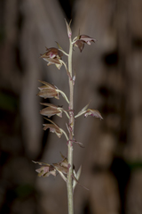 Eulophia zollingeri