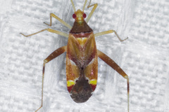 Phytocoris rubrimaculatus