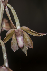 Eulophia zollingeri