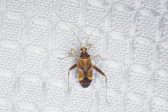 Phytocoris rubrimaculatus