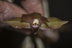 Eulophia zollingeri