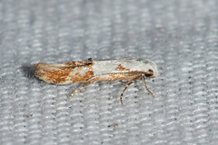 Mompha circumscriptella