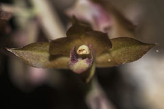 Eulophia zollingeri