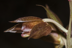 Eulophia zollingeri