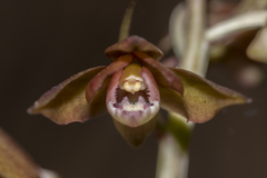 Eulophia zollingeri