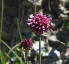 Allium sphaerocephalon