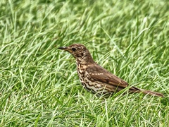 Turdus philomelos