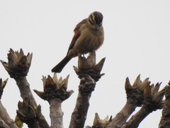 Emberiza capensis cinnamomea