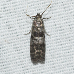 Actrix nyssaecolella