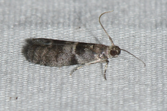 Actrix nyssaecolella