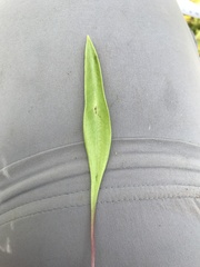 Liparis loeselii