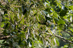 Schefflera