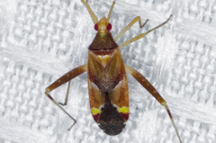 Phytocoris rubrimaculatus