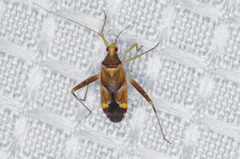 Phytocoris rubrimaculatus