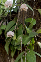 Hoya