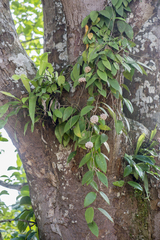 Hoya