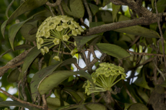 Hoya