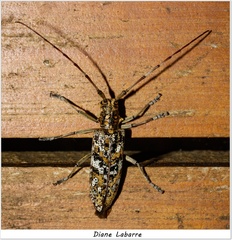 Monochamus marmorator