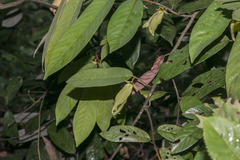 Cananga odorata