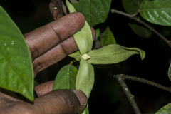 Cananga odorata