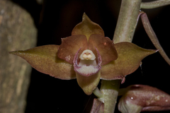 Eulophia zollingeri