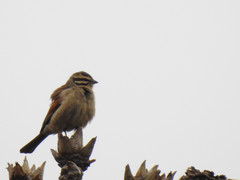 Emberiza capensis cinnamomea