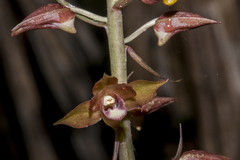 Eulophia zollingeri
