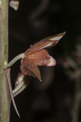 Eulophia zollingeri