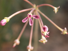 Pelargonium anethifolium