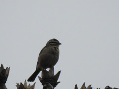 Emberiza capensis cinnamomea