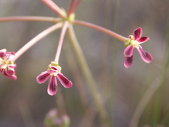 Pelargonium anethifolium