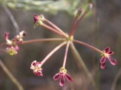 Pelargonium anethifolium