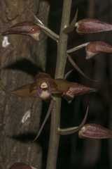 Eulophia zollingeri