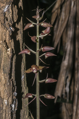 Eulophia zollingeri