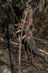 Eulophia zollingeri
