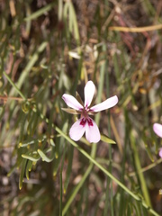 Pelargonium laevigatum oxyphyllum