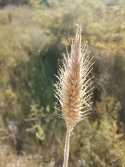 Agropyron cristatum