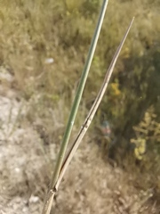Agropyron cristatum