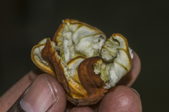 Hodgsonia macrocarpa