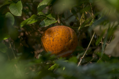 Hodgsonia macrocarpa