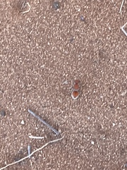 Pseudomethoca paludata