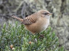 Cistothorus apolinari