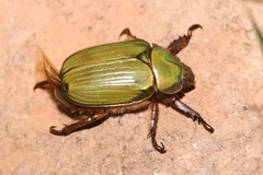 Chrysina lecontei
