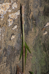 Eulophia zollingeri